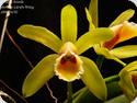 Cattleya luteola